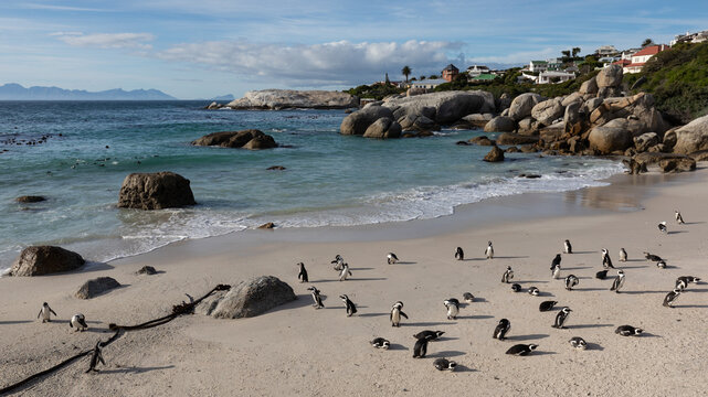 Humboldt-Pinguine am wei&szlig;en Sandstrand vom Boulders Beach bei Kapstadt (S&uuml;dafrika) mit t&uuml;rkisen Wasser, wei&szlig;en Wellen und riesigen Felsen
