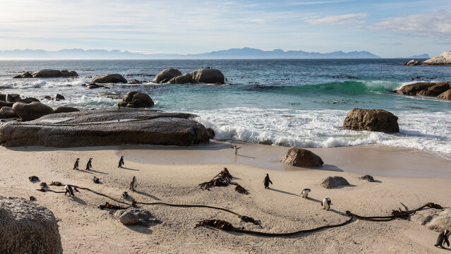 Eine Gruppe von Humboldt-Pinguinen am Sandstrand vom Boulders Beach in S&uuml;dafrika mit t&uuml;rkisen Wasser, wei&szlig;en Wellen und riesigen Felsen