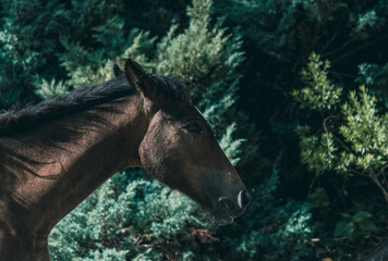 horse in the wild