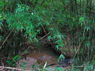 Fototapeta premium creek of dark water running between clumps of bamboo.
