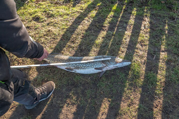 big fished pike is measured with a folding rule