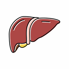 liver human organ color icon vector illustration