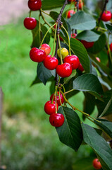 Cherries hanging on a cherry tree branch.