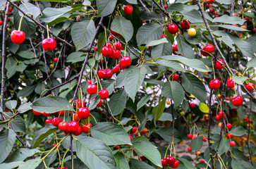 Cherries hanging on a cherry tree branch.