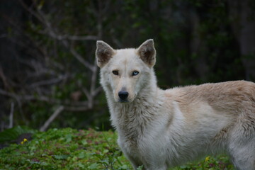 Fototapeta premium Medium portrait of a white wolf with blue and brown eyes