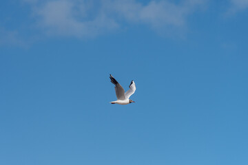 Seagull flying isolated in the sky.