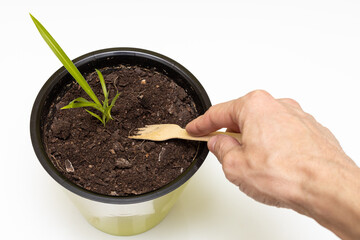 hand loosens the earth with a rake in a pot with a plant
