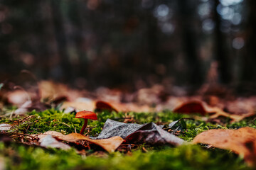 autumn leaves on the ground in the forest with moss and a mushroom