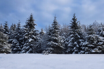Fototapeta na wymiar Winter Trees