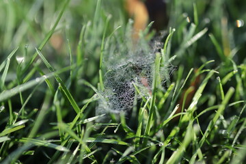Spider's web covered in dew in green grass