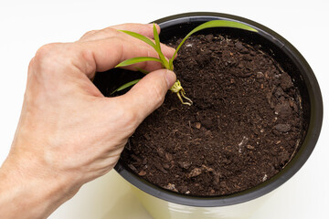 man's hand planting a plant sprout in a pot