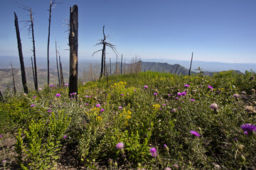 Burned forest renewal on Mt Lemmon in Tucson, Arizona, in American Southwest