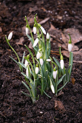 The first beautiful white snowdrops in early spring in the spring forest.