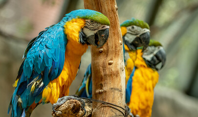 Guacamayas amarilla y Azul zoológico Guadalajara Jalisco México 