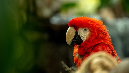 Guacamaya bandera zoológico Guadalajara Jalisco México 
