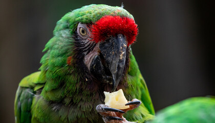 Guacamaya verde comiendo piña natural zoológico Guadalajara jalisco México