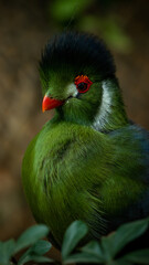 Ave Turaco con cresta larga y pico rojo en zoológico Guadalajara jalisco
