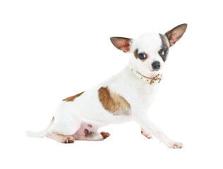 Striking a pose. A cute little Chihuahua sitting against a white background.