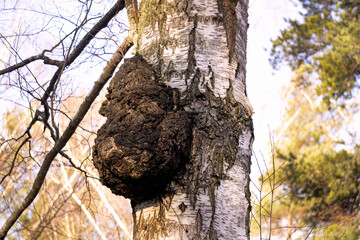 Huge chaga mushroom on a birch trunk.
