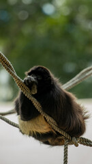  Gibon mono araña descansando en cama colgante relajado dormido zoológico Guadalajara jalisco...