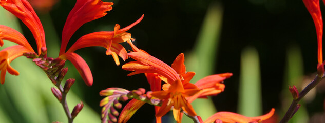 Crocosmia Lucifer red Montbretia small genus of flowering plants in the iris family Iridaceae...