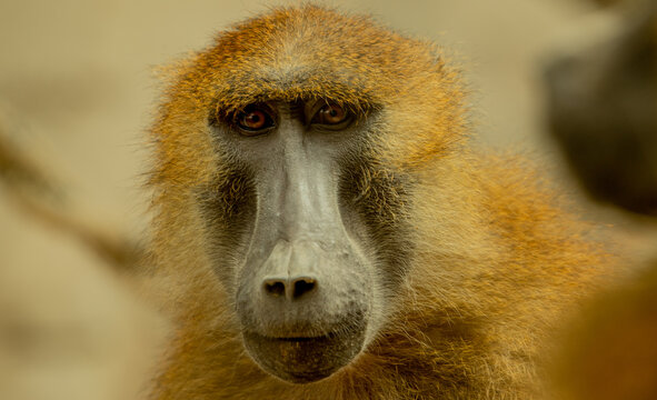 Gibon de frente mirada y textura a detalle de pelo zool&oacute;gico Guadalajara jalisco M&eacute;xico