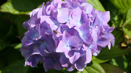 Beautiful Hydrangea bushes in bloom in a garden in UK