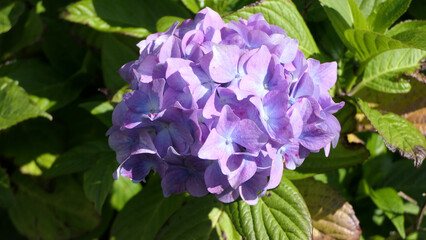 Beautiful Hydrangea bushes in bloom in a garden in UK