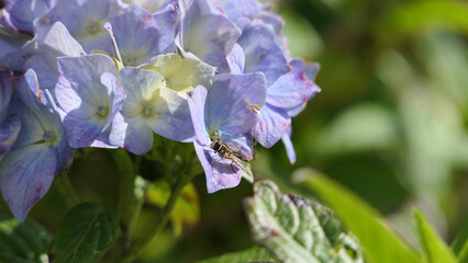 Hoverfly on a Hydrangea on a bush in a garden UK