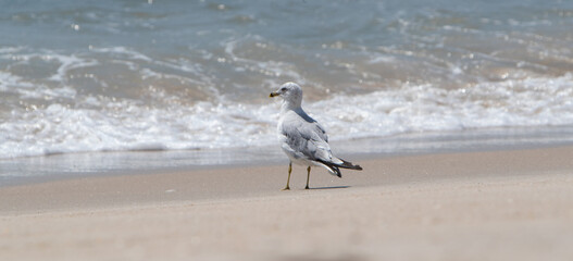 Seagull at the shore on sandy beach