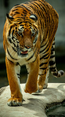 feroz Tigre caminando y viendo a la multitud zoológico Guadalajara jalisco México