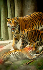 familia de tres Tigres, acostados descansando posando para fotografías zoológico Guadalajara...