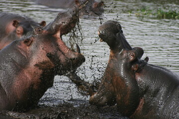 Closeup of Hippopotamus (Hippopotamus amphibius) fighting in mud in waterhole Ngorongoro Crater, Tanzania.