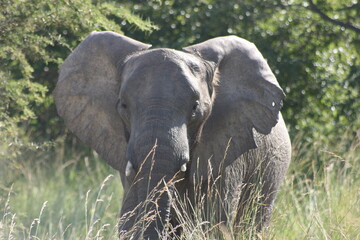 Close-up portrait of wild elephant (Loxodonta africana) staring into camera inside Ngorongoro Crater Tanzania.