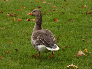 Greylag goose (Anser anser) standing on the grass in the park, Rosenborg Castle Gardens, Copenhagen, Denmark