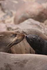Closeup portrait of two Cape Fur Seals (Arctocephalus pusillus) kissing at Cape Cross seal colony along the Skeleton Coast of Namibia.