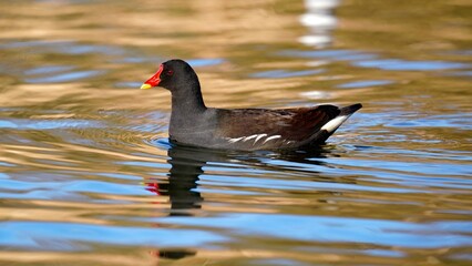 Common moorhen