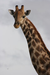 Closeup portrait of wild Angolan Giraffe (Giraffa camelopardalis angolensis) inside Etosha National Park, Namibia.