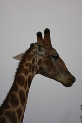 Obraz premium Closeup portrait of wild Angolan Giraffe (Giraffa camelopardalis angolensis) inside Etosha National Park, Namibia.