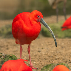 Fototapeta premium Scarlet ibis (Eudocimus ruber) portrait. Colorful tropical bird from South America and the Caribbean. 