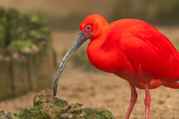 Scarlet ibis (Eudocimus ruber) portrait. Beautiful exotic bird portrait. 