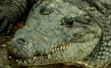 Dientes de Cocodrilo, reptiles zoológico de Guadalajara Jalisco Mexico