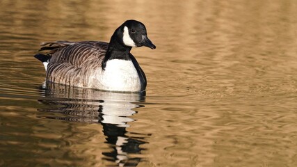 Canada goose