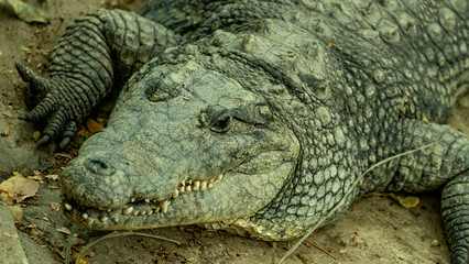 detalle  Cocodrilos. zoológico Guadalajara jalisco México