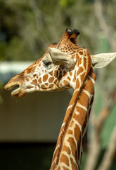 Jirafa de espaldas zoológico Guadalajara jalisco México