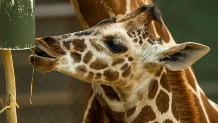Jirafa bebe comiendo en el zoológico Guadalajara jalisco