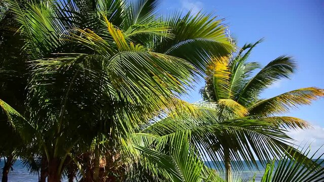 Palm Trees on a Caribbean Beach