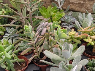 Cactus and succulents group of various tropical plants potted