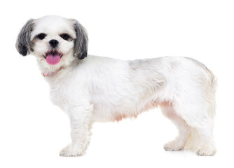 Ill be your perfect pet. Studio shot of an adorable lhasa apso puppy isolated on white.