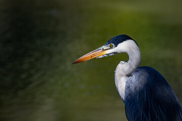  Garça-moura (Ardea cocoi)